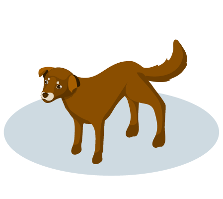 Dog insurance