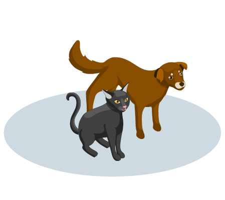 Pet insurance